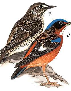 白喉矶鸫 / White-throated Rock Thrush / Monticola gularis