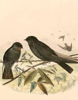 方尾锯翅燕 / Square-tailed Saw-wing / Psalidoprocne nitens
