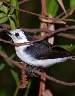 黑背水霸鹟 / Black-backed Water Tyrant / Fluvicola albiventer