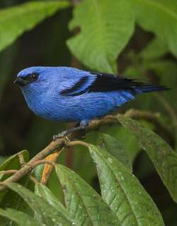 蓝黑唐加拉雀 / Blue-and-black Tanager / Tangara vassorii