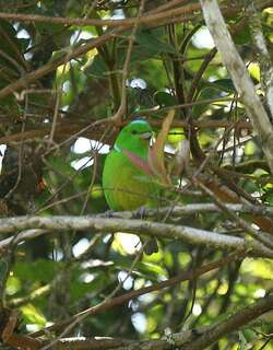 蓝冠绿雀 / Blue-crowned Chlorophonia / Chlorophonia occipitalis