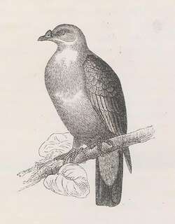 红疣皇鸠 / Red-knobbed Imperial Pigeon / Ducula rubricera