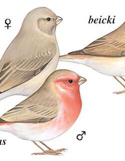 沙色朱雀 / Pale Rosefinch / Carpodacus stoliczkae