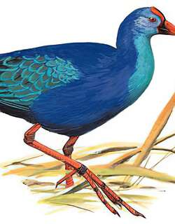 黑背紫水鸡 / Black-backed Swamphen / Porphyrio indicus