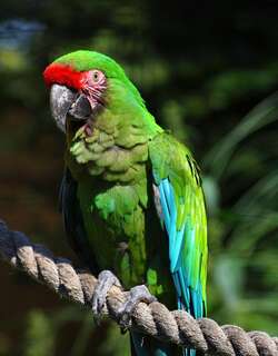 军金刚鹦鹉 / Military Macaw / Ara militaris
