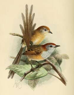 棕帚尾鹩莺 / Rufous-crowned Emu-wren / Stipiturus ruficeps