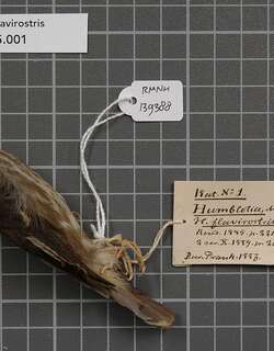 哈氏鹟 / Humblot’s Flycatcher / Humblotia flavirostris