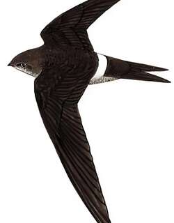 白腰雨燕 / Pacific Swift / Apus pacificus