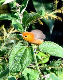 棕胸灰背雀 / Rufous-chested Tanager / Thlypopsis ornata