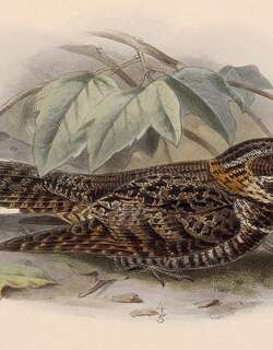 褐领夜鹰 / Tawny-collared Nightjar / Antrostomus salvini