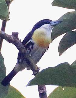 斑冠须䴕 / Spot-crowned Barbet / Capito maculicoronatus