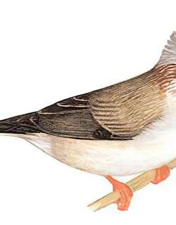 栗耳凤鹛 / Striated Yuhina / Staphida castaniceps