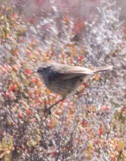 细嘴刺嘴莺 / Slender-billed Thornbill / Acanthiza iredalei