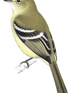安岛拟霸鹟 / Greater Antillean Elaenia / Elaenia fallax