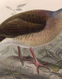 灰头棕翅鸠 / Grey-headed Dove / Leptotila plumbeiceps