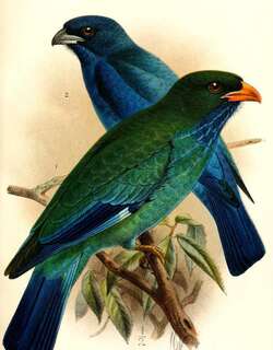 翠蓝三宝鸟 / Azure Dollarbird / Eurystomus azureus