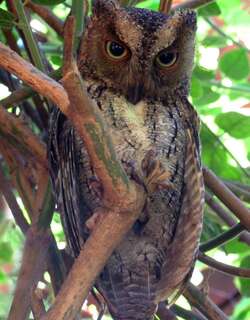 托罗卡角鸮 / Torotoroka Scops Owl / Otus madagascariensis