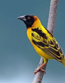 黑头织巢鸟 / Village Weaver / Ploceus cucullatus