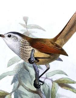 项圈针尾雀 / Necklaced Spinetail / Synallaxis stictothorax