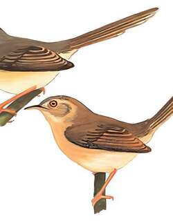 纯色山鹪莺 / Plain Prinia / Prinia inornata
