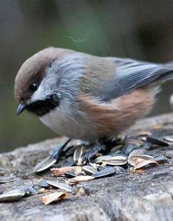 北山雀 / Boreal Chickadee / Poecile hudsonicus