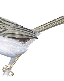 沼泽山鹪莺 / Swamp Grass Babbler / Laticilla cinerascens