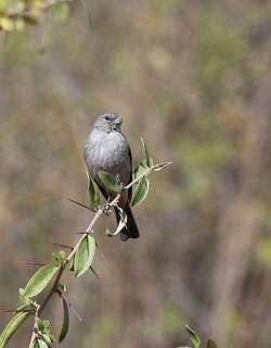 灰胸岭雀鹀 / Ash-breasted Sierra Finch / Geospizopsis plebejus