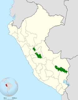 秘鲁斑尾蜂鸟 / Peruvian Piedtail / Phlogophilus harterti