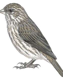 埃塞丝雀 / Ankober Serin / Crithagra ankoberensis