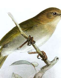褐头绿莺雀 / Brown-headed Greenlet / Hylophilus brunneiceps