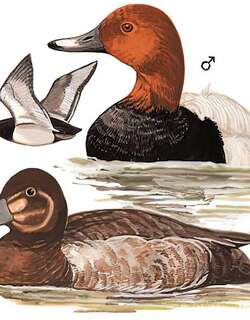 红头潜鸭 / Common Pochard / Aythya ferina