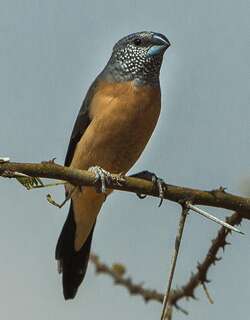 灰头银嘴文鸟 / Grey-headed Silverbill / Spermestes griseicapilla