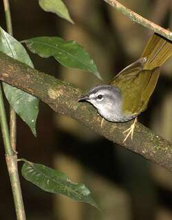 白眉王森莺 / White-rimmed Warbler / Myiothlypis leucoblephara