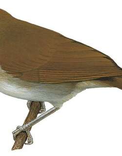 棕翅非洲雅鹛 / Rufous-winged Illadopsis / Illadopsis rufescens