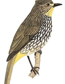 纵纹绿鹎 / Striated Bulbul / Alcurus striatus