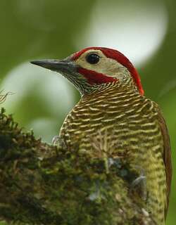 高原啄木鸟 / Golden-olive Woodpecker / Colaptes rubiginosus