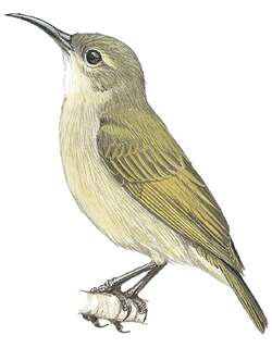 巴氏花蜜鸟 / Bates’s Sunbird / Cinnyris batesi