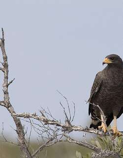 古巴鸡鵟 / Cuban Black Hawk / Buteogallus gundlachii