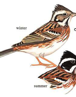 田鹀 / Rustic Bunting / Emberiza rustica