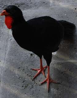 山冠雉 / Highland Guan / Penelopina nigra