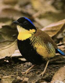 泰国八色鸫 / Gurney’s Pitta / Hydrornis gurneyi