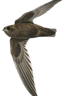 白颏黑雨燕 / White-chinned Swift / Cypseloides cryptus