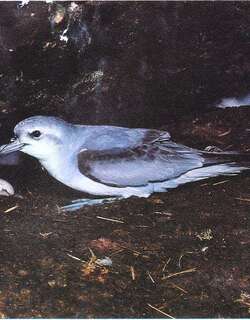 仙锯鹱 / Fairy Prion / Pachyptila turtur