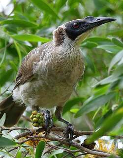 银冠吮蜜鸟 / Silver-crowned Friarbird / Philemon argenticeps