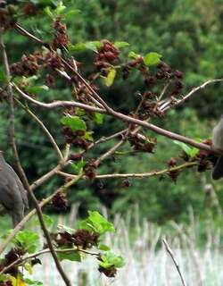 白眉舞雀 / Orinoco Saltator / Saltator orenocensis