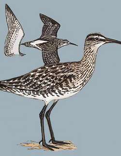 中杓鹬 / Eurasian Whimbrel / Numenius phaeopus