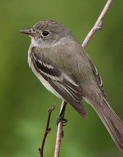 恺木纹霸鹟 / Alder Flycatcher / Empidonax alnorum