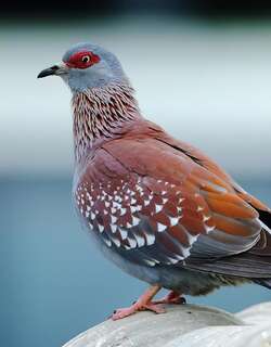 斑鸽 / Speckled Pigeon / Columba guinea