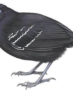 裸顶蚁鸟 / Bare-crowned Antbird / Gymnocichla nudiceps