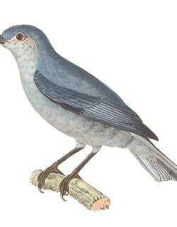 珠胸锥嘴雀 / Pearly-breasted Conebill / Conirostrum margaritae